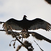 Turkey Vulture, Neals Lodge, Concan, Texas